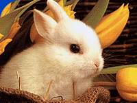 picture of baby bunny