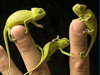 photo of baby lizards